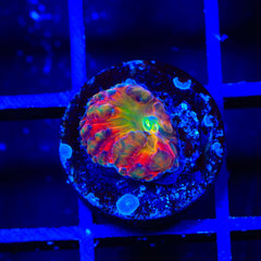 BSA Titty Twister Blastomussa Coral