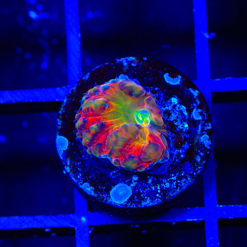 BSA Titty Twister Blastomussa Coral