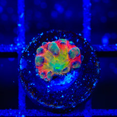 BSA Titty Twister Blastomussa Coral