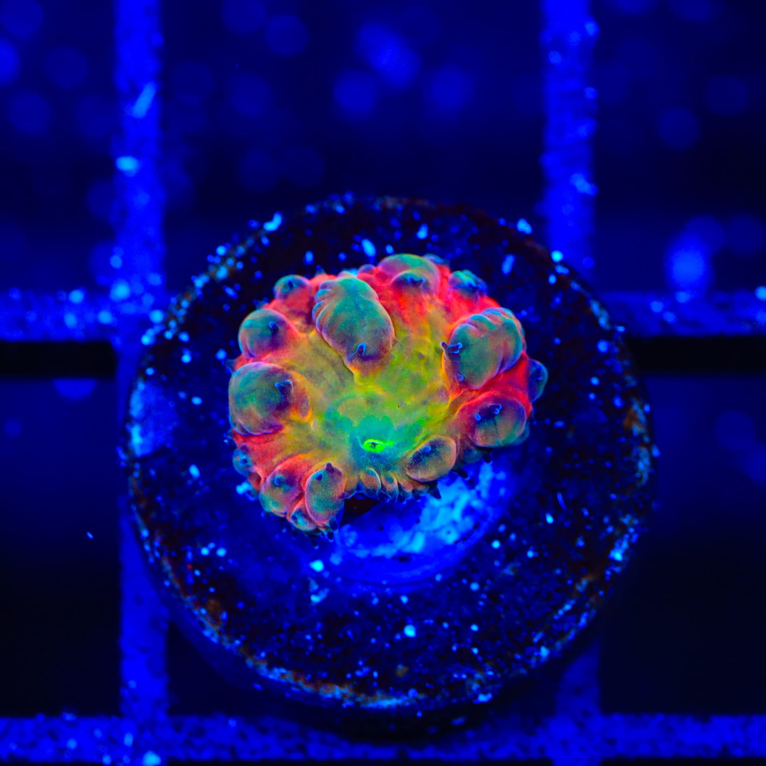 BSA Titty Twister Blastomussa Coral