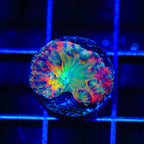 BSA Titty Twister Blastomussa Coral