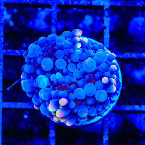 Bubble Monster Yuma Coral