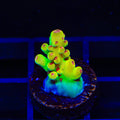 Budgie Smuggler Acropora Coral