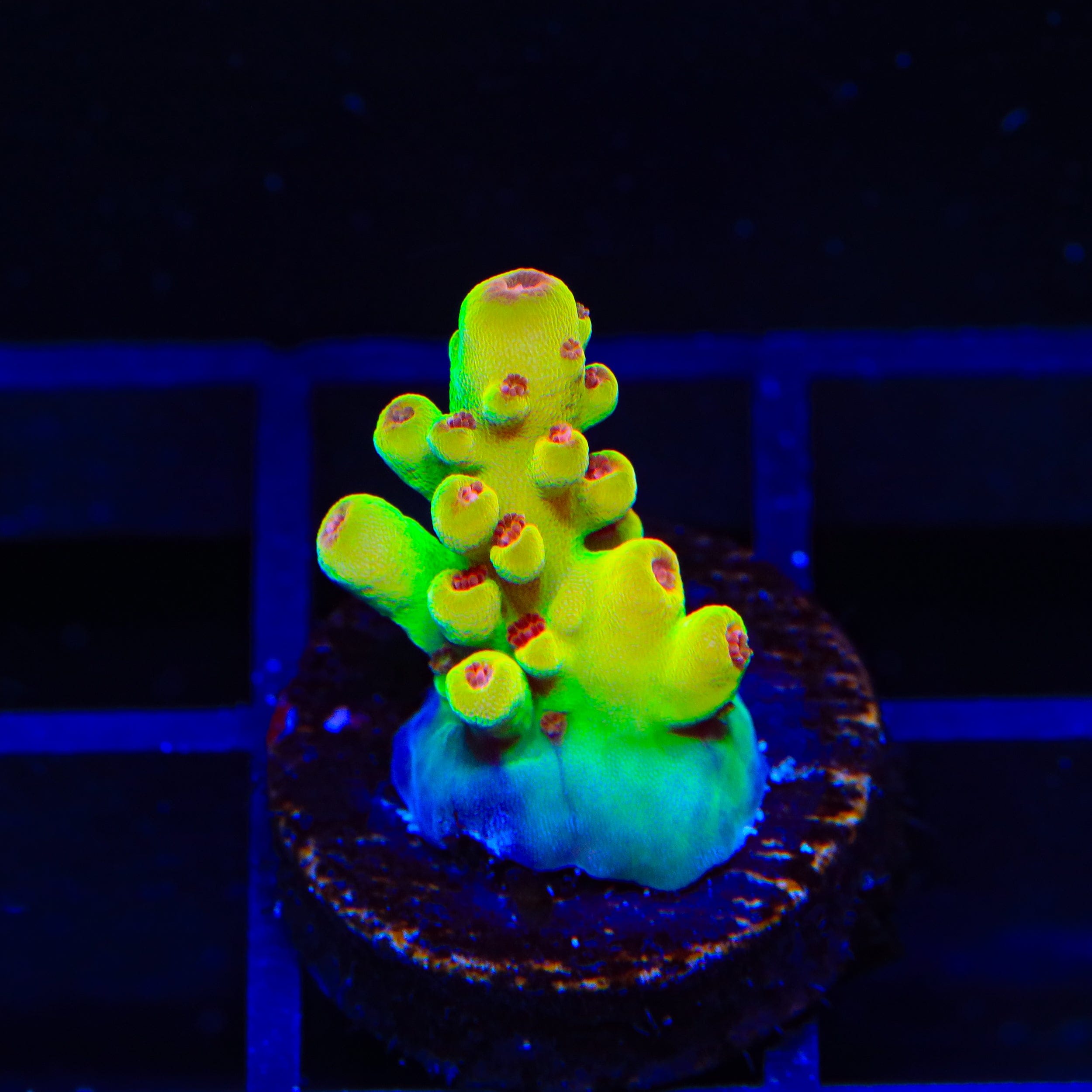 Budgie Smuggler Acropora Coral