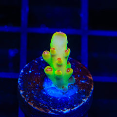 Budgie Smuggler Acropora Coral