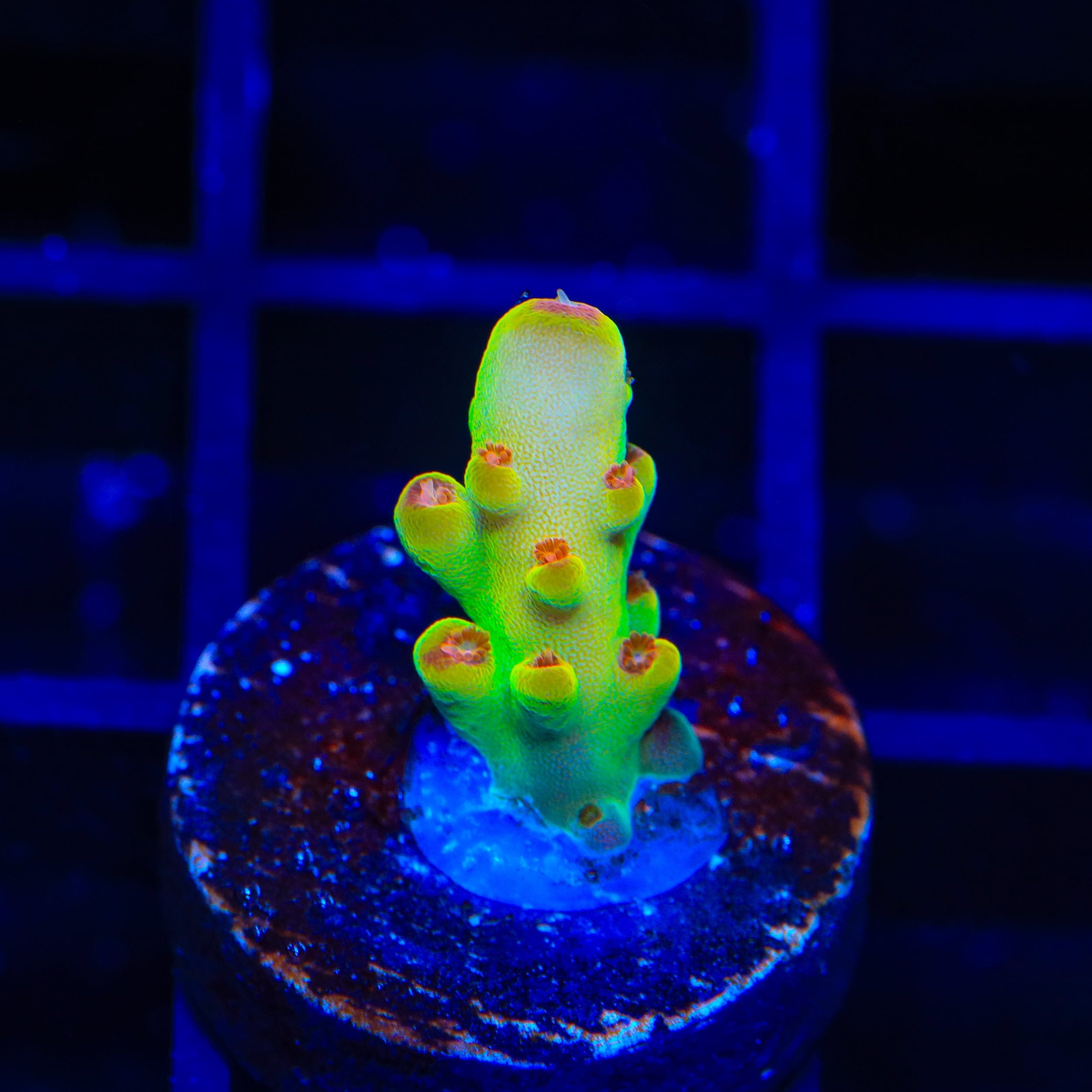 Budgie Smuggler Acropora Coral