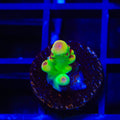 Budgie Smuggler Acropora Coral