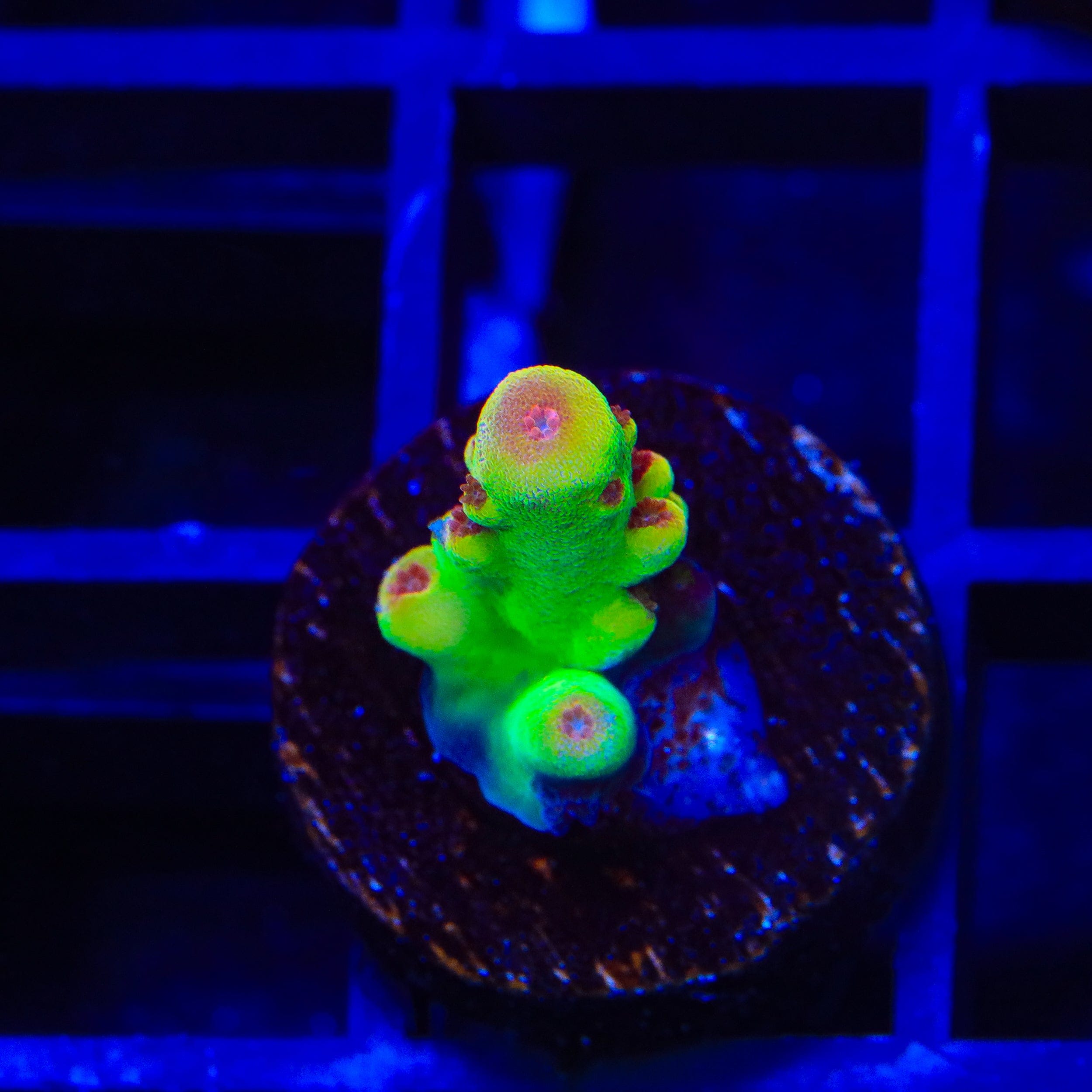Budgie Smuggler Acropora Coral