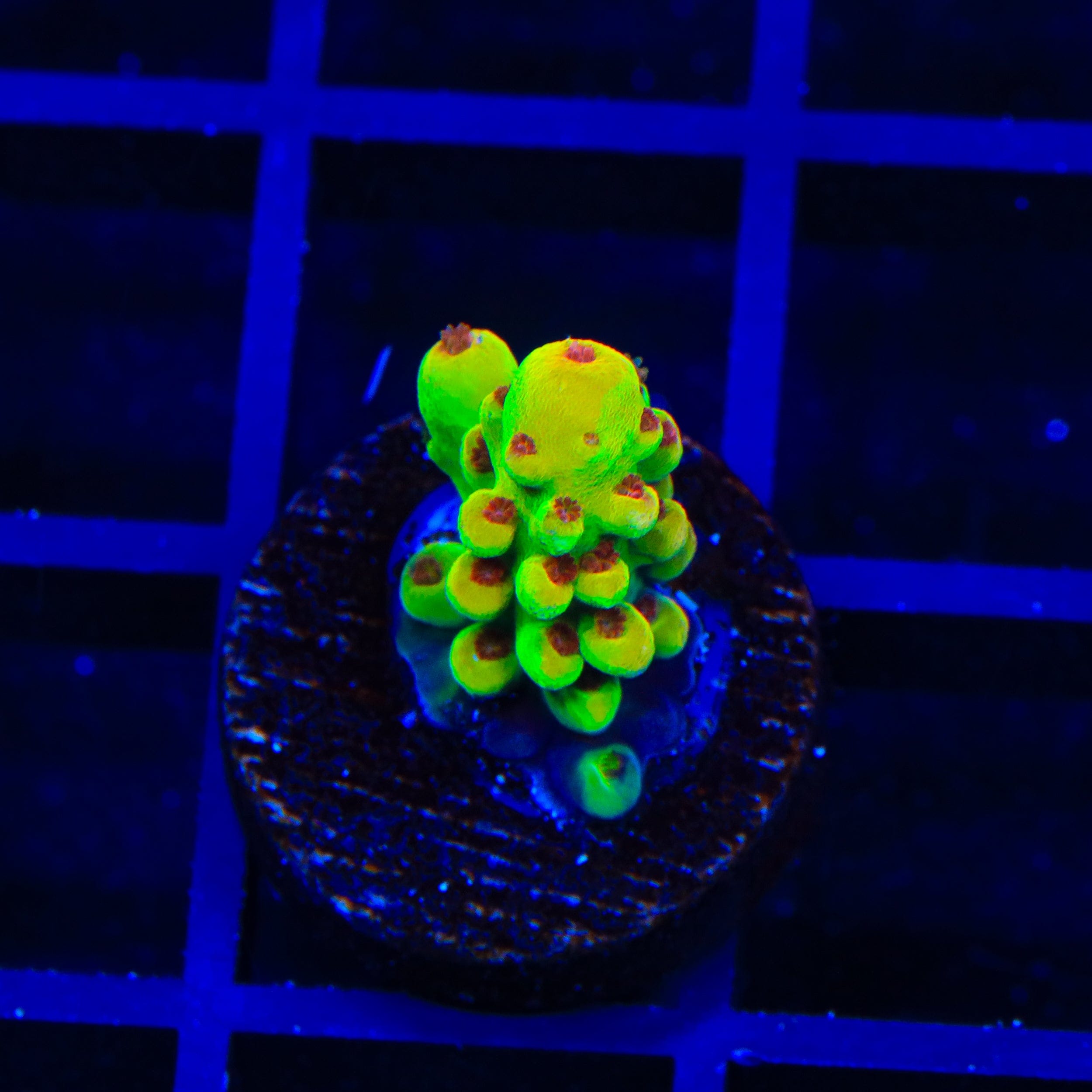 Budgie Smuggler Acropora Coral