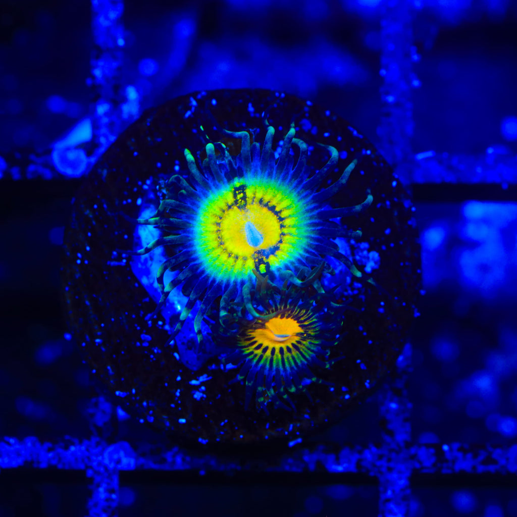 Butt Muncher Zoanthids Coral