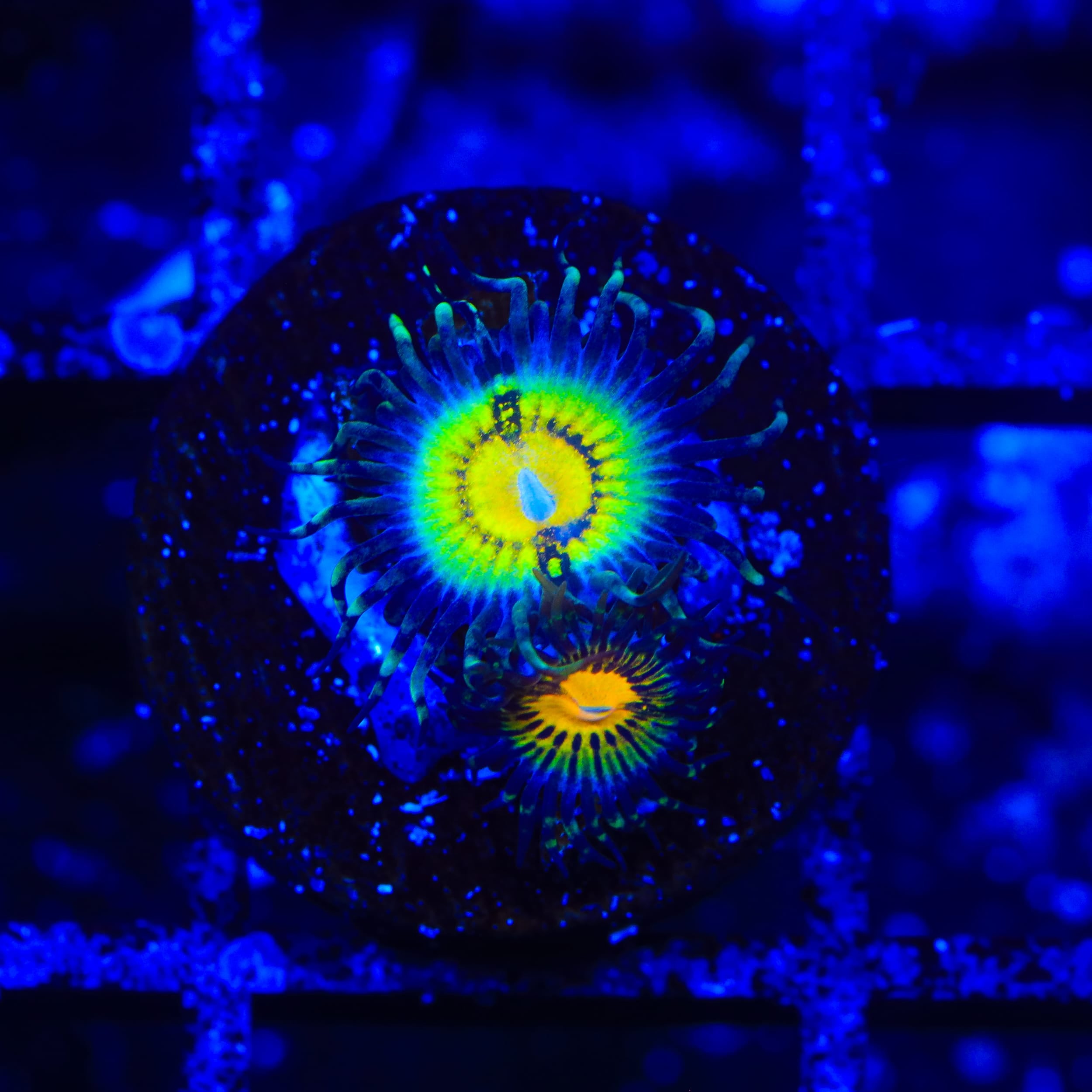 Butt Muncher Zoanthids Coral