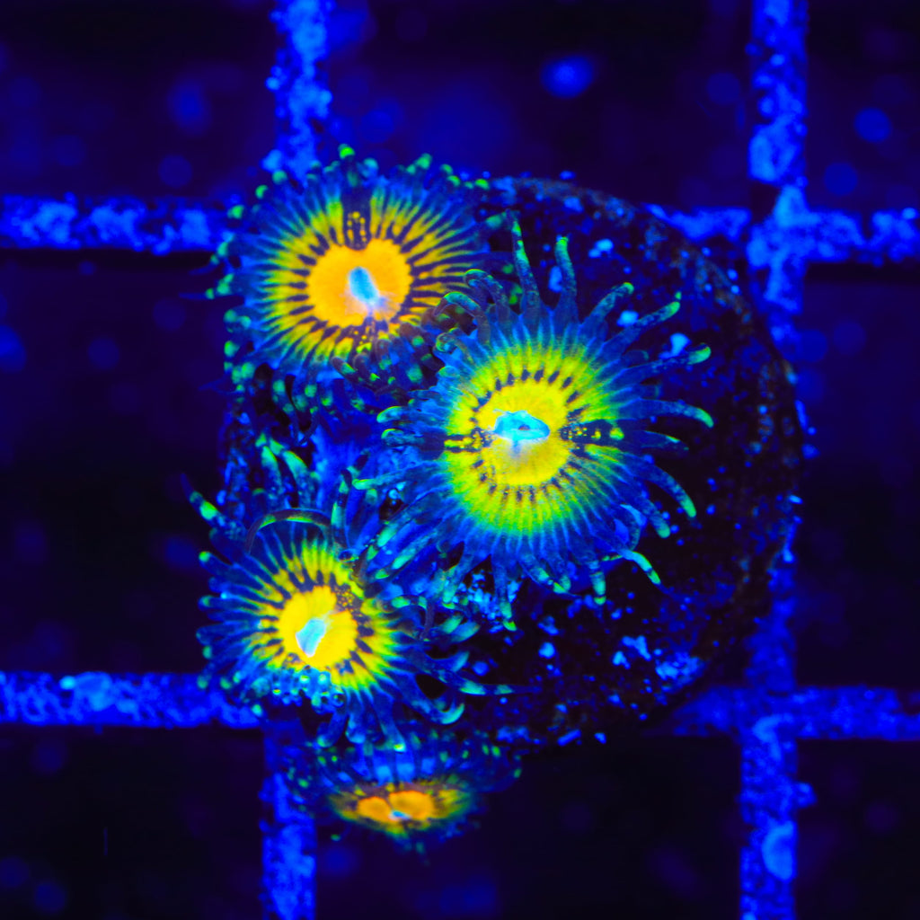 Butt Muncher Zoanthids Coral