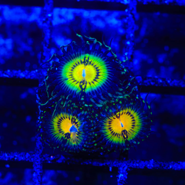 Butt Muncher Zoanthids Coral