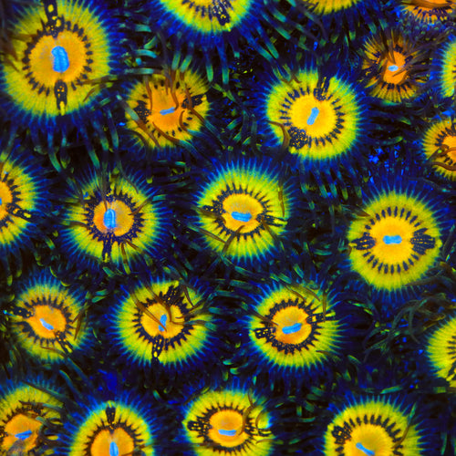 Butt Muncher Zoanthids Coral