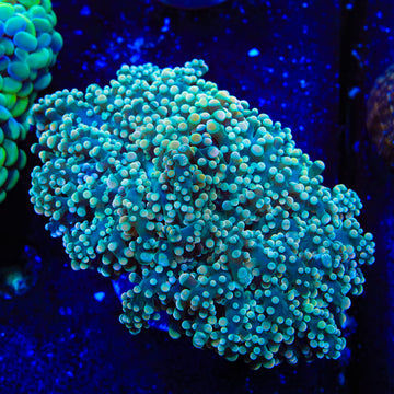 Buttercream Octospawn Coral