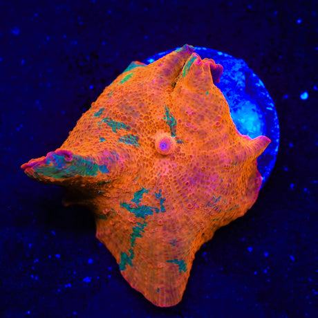 Candy Crush Mushroom Coral