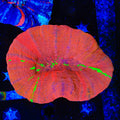 Candy Crush Scolymia Coral