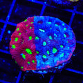 CB Bloodbath Favia Coral