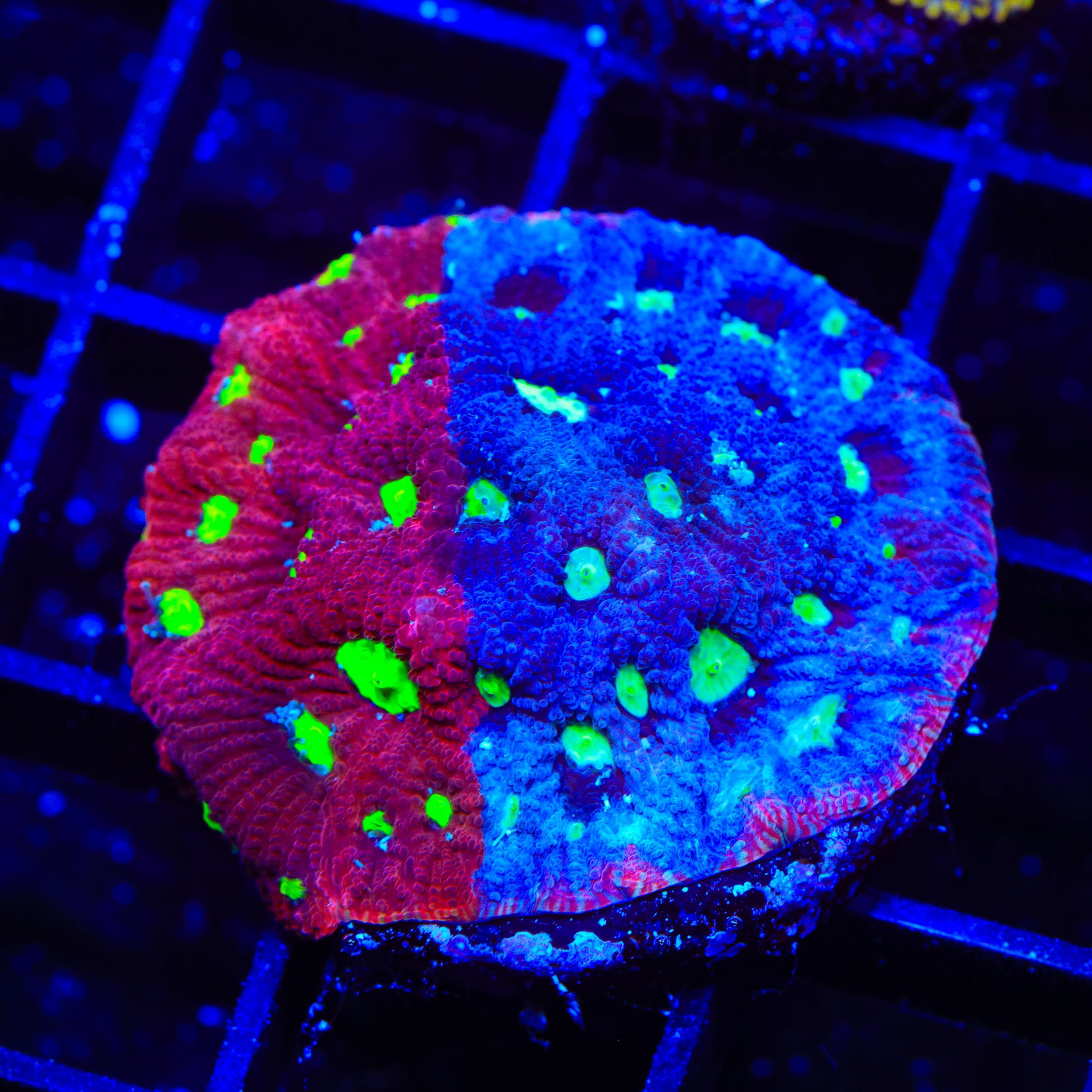 CB Bloodbath Favia Coral