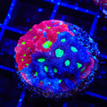 CB Bloodbath Favia Coral
