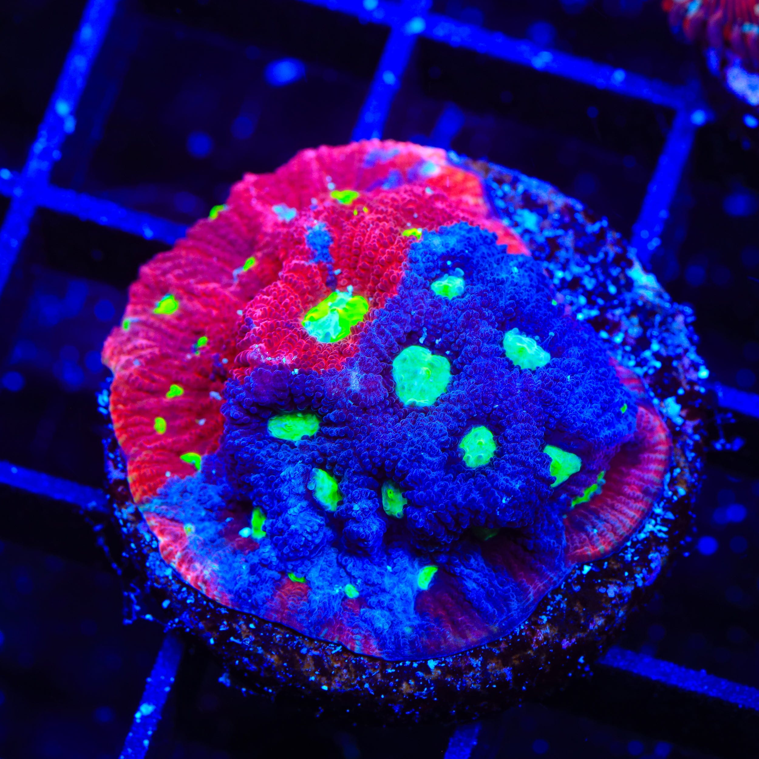 CB Bloodbath Favia Coral