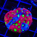 CB Bloodbath Favia Coral