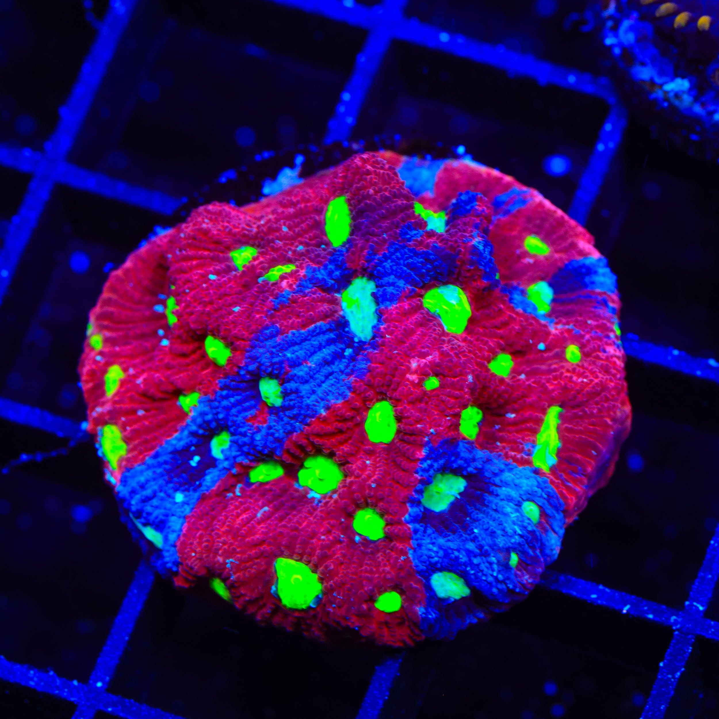 CB Bloodbath Favia Coral