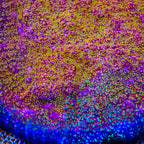 CB El Diablo Chalice Coral