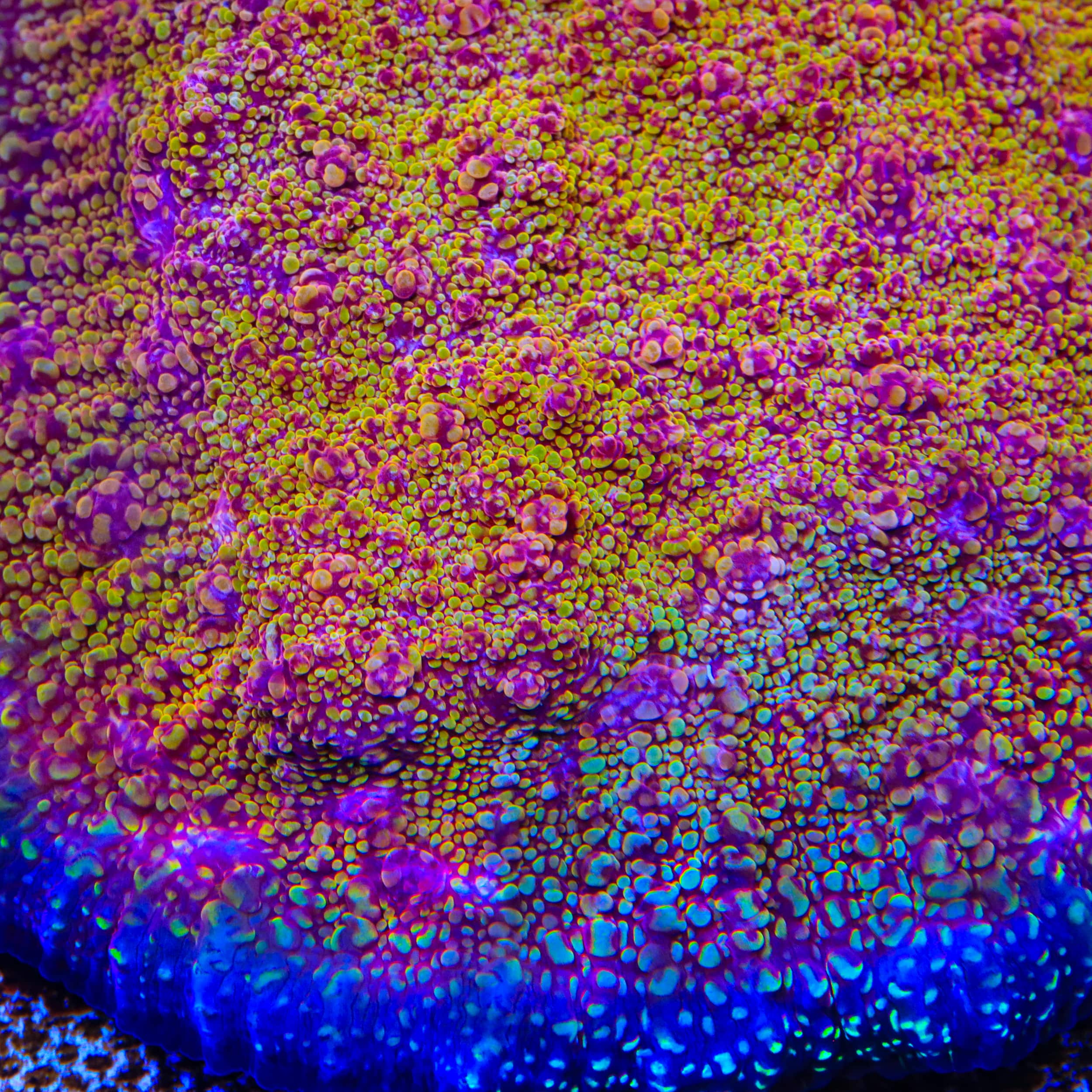 CB El Diablo Chalice Coral