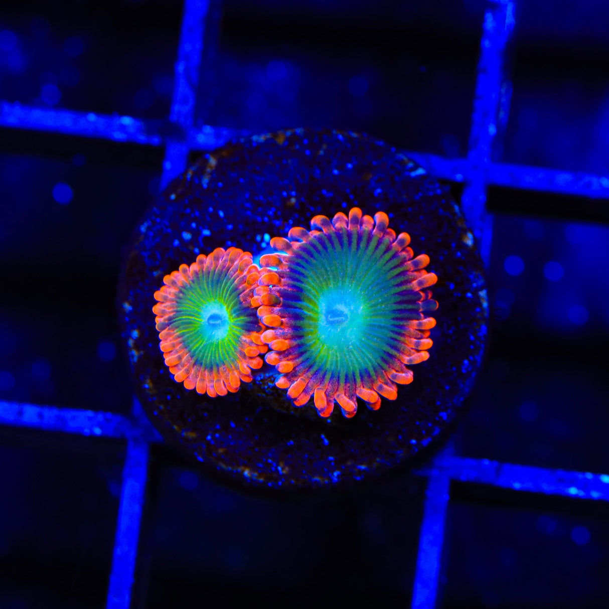 CB Electric Oompa Loompa Zoanthids Coral