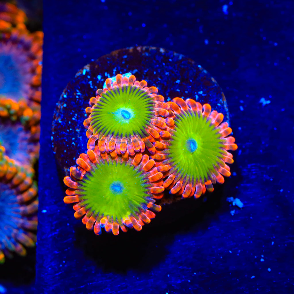 CB Electric Oompa Loompa Zoanthids Coral