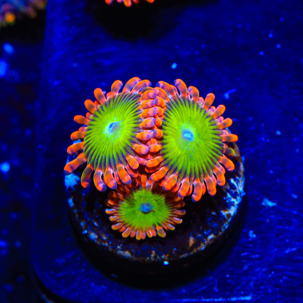 CB Electric Oompa Loompa Zoanthids Coral