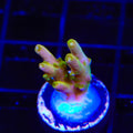CB Golden Jawdropper Acropora Coral