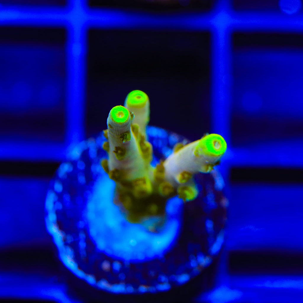 CB Golden Jawdropper Acropora Coral