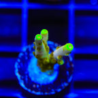 CB Golden Jawdropper Acropora Coral