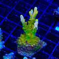 CB Golden Jawdropper Acropora XL Frag Coral