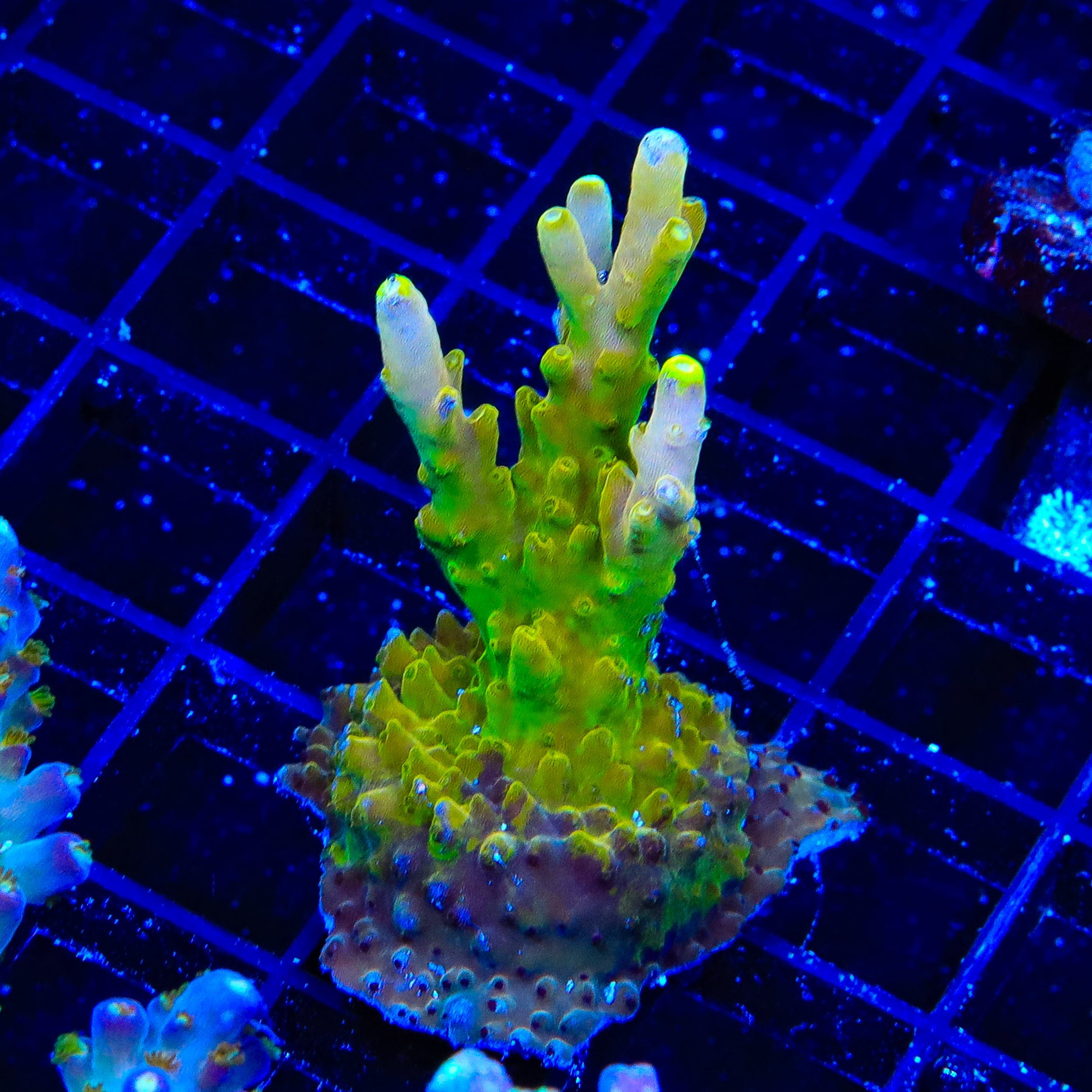 CB Golden Jawdropper Acropora XL Frag Coral