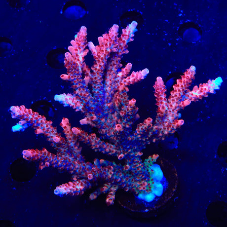 CB Maleficent Acropora Colony Coral