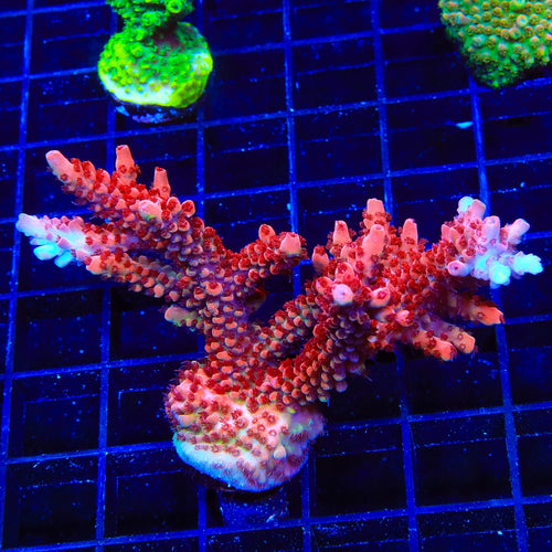CB Maleficent Acropora Colony Coral