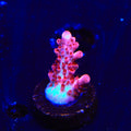 CB Maleficent Acropora Coral
