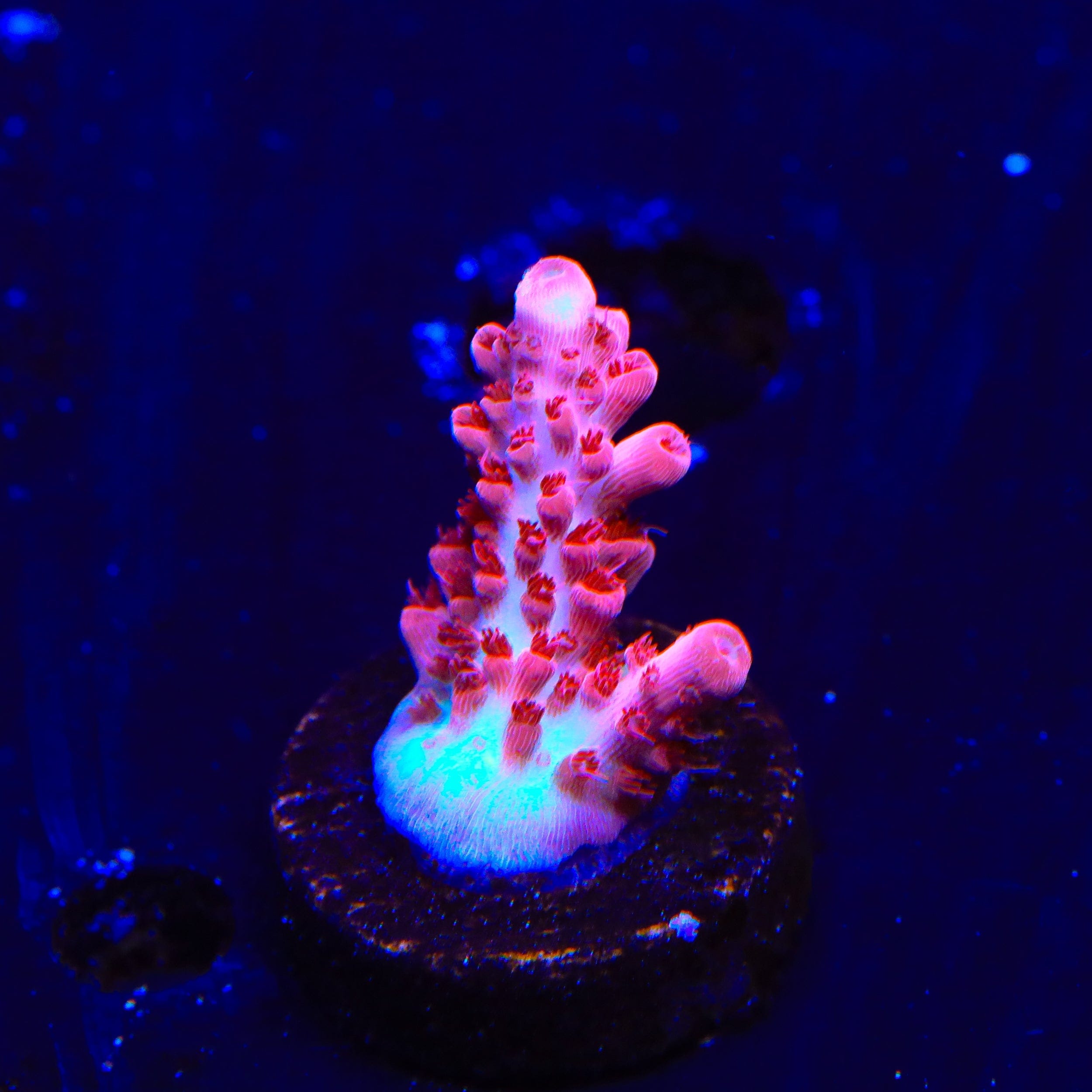 CB Maleficent Acropora Coral