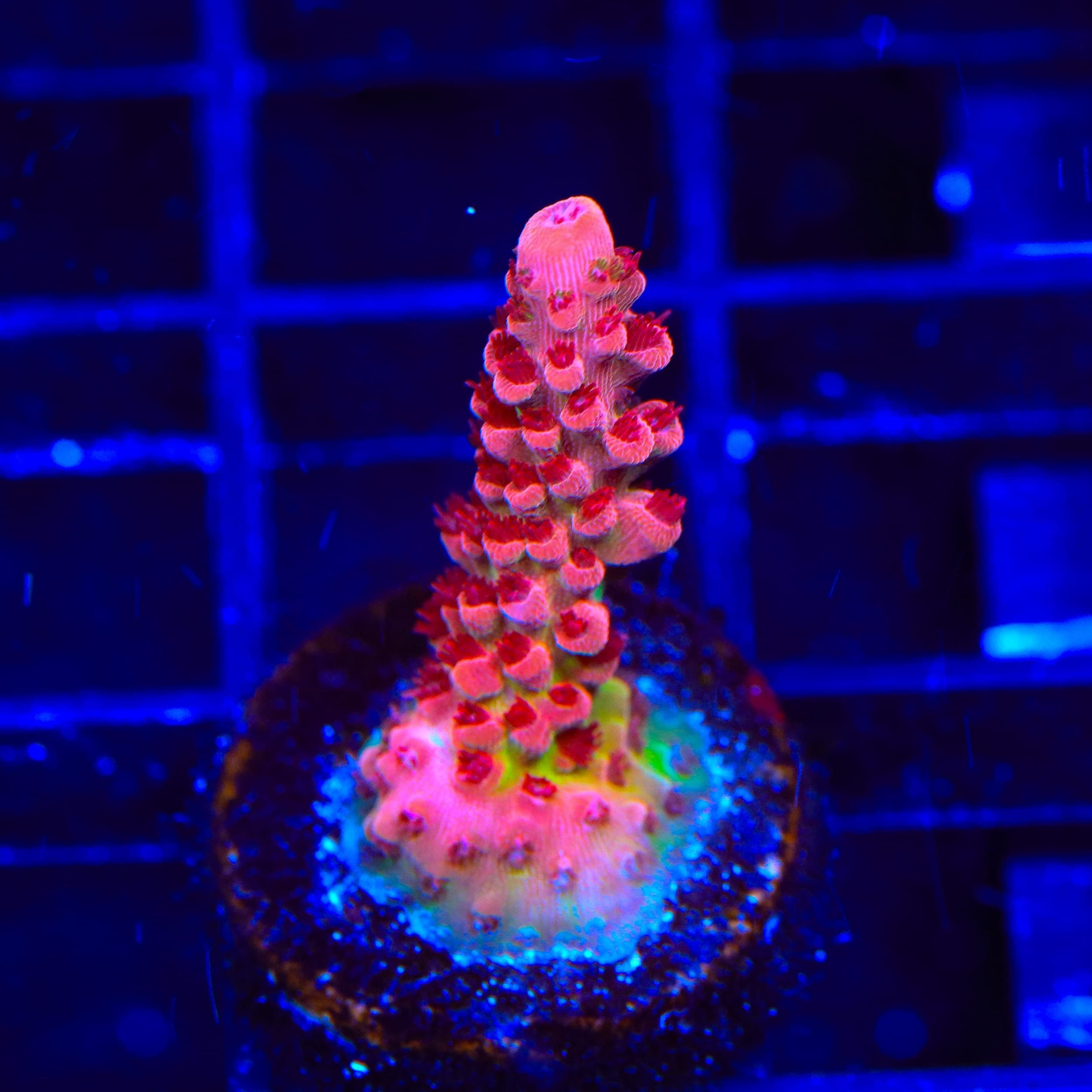 CB Maleficent Acropora Coral