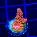 CB Maleficent Acropora Coral
