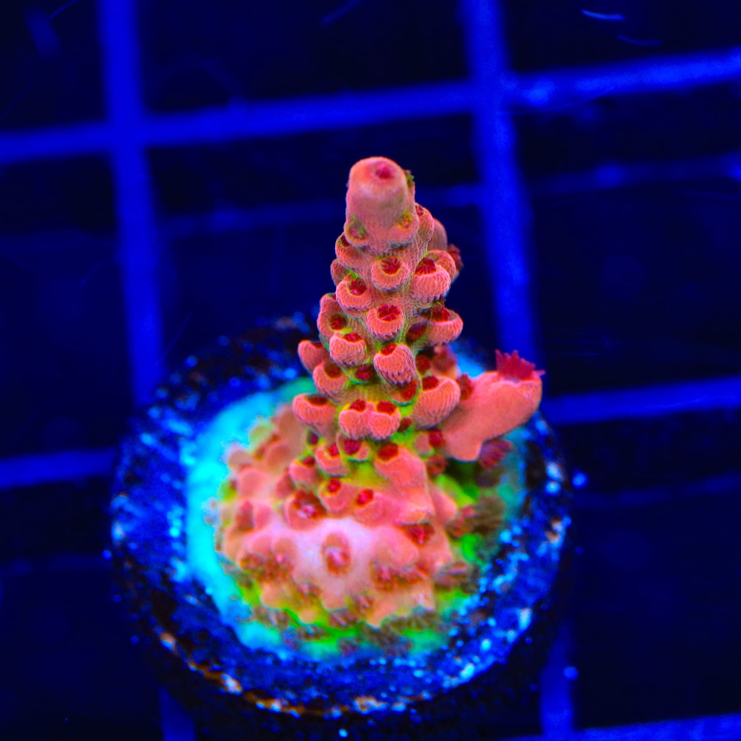 CB Maleficent Acropora Coral