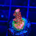 CB Maleficent Acropora Coral