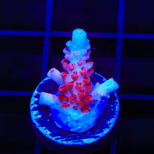 CB Maleficent Acropora Coral