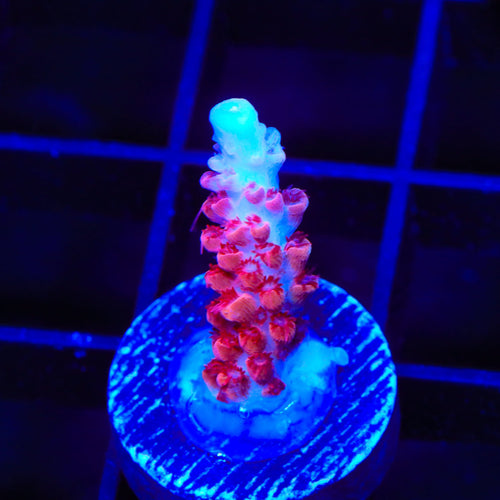 CB Maleficent Acropora Coral