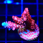 CB Maleficent Acropora Coral