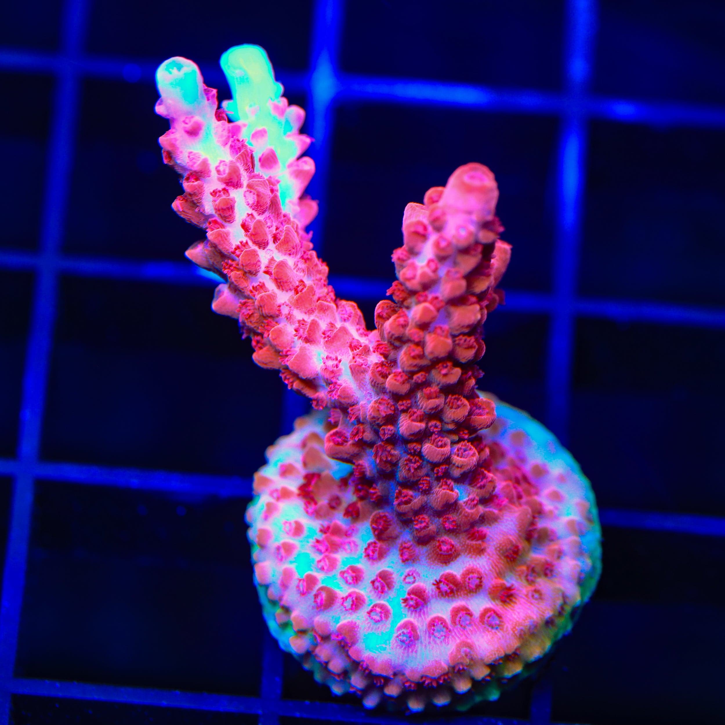 CB Maleficent Acropora Coral