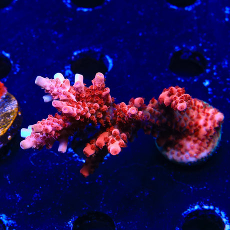 CB Maleficent Acropora XL Frag Coral